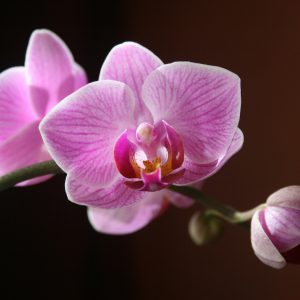 Blossom Breeze